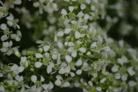 altre foto di fiori: generi Arum e Cardaria